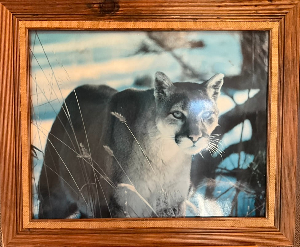 A wooden-framed photograph of a bobcat in a snowy forest.