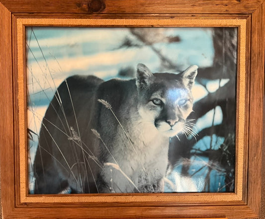 A wooden-framed photograph of a bobcat in a snowy forest.