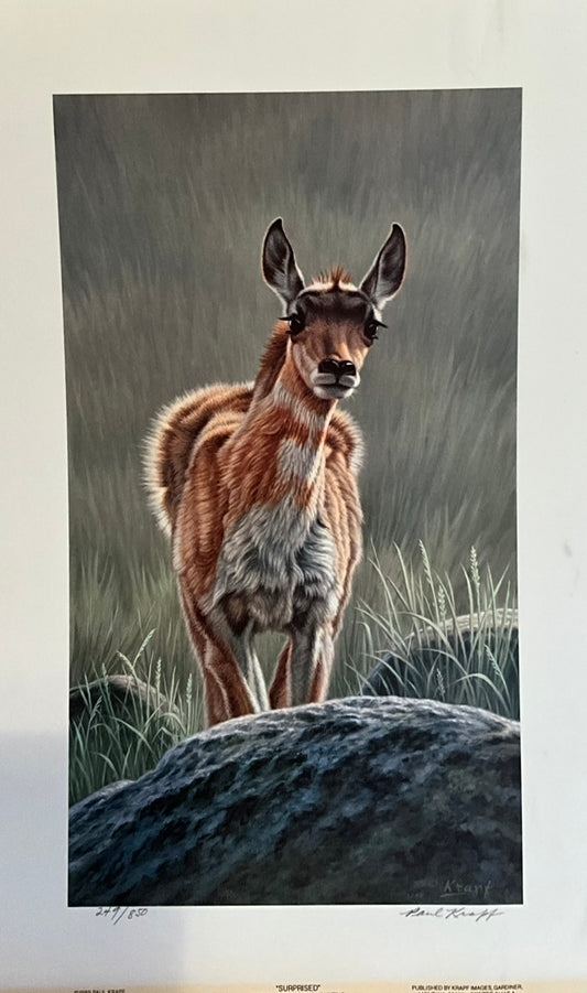 Paul Krapf "Surprised" Print