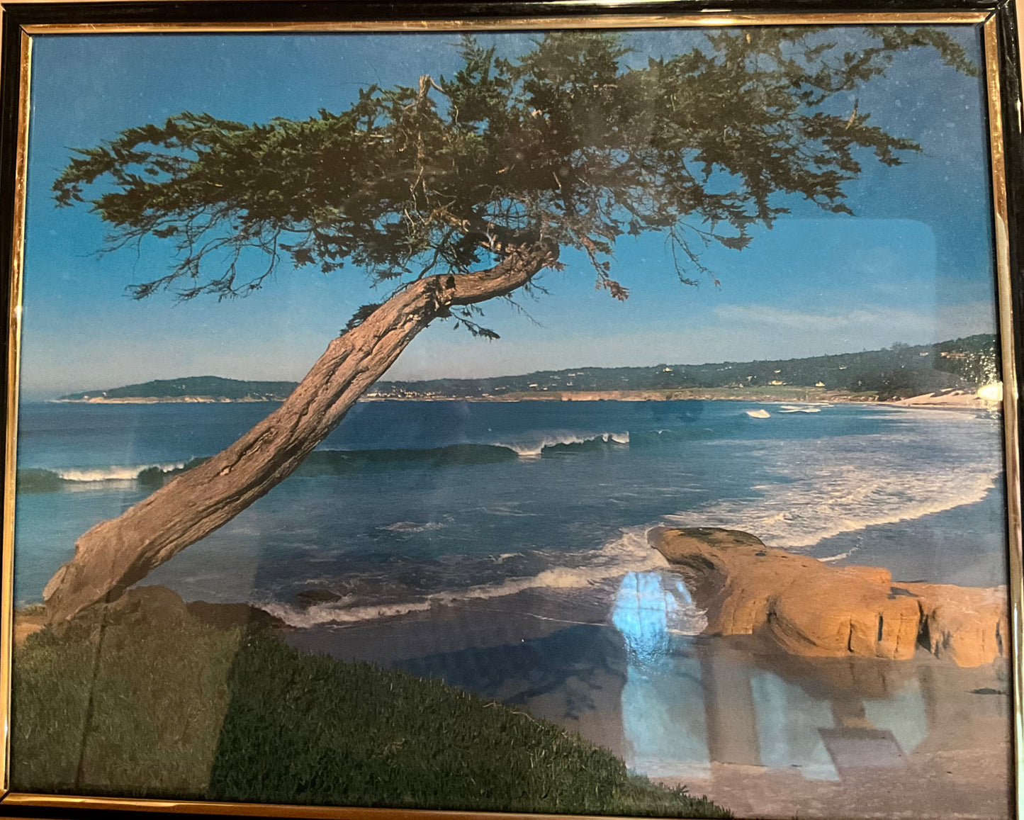 Framed photo of a cypress tree overlooking Carmel State Beach on a sunny day.