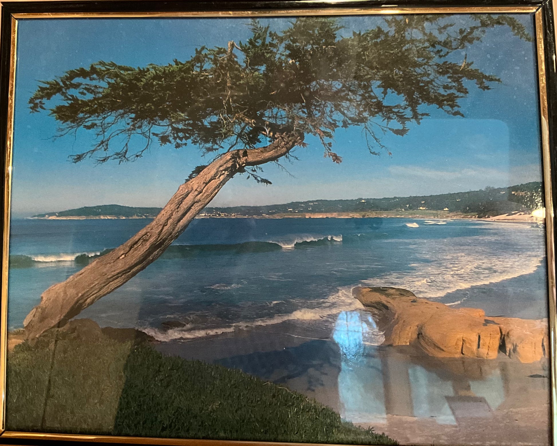 Framed photo of a cypress tree overlooking Carmel State Beach on a sunny day.
