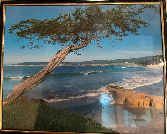 Framed photo of a cypress tree overlooking Carmel State Beach on a sunny day.