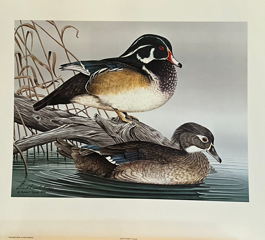 an unframed and matted print featuring two ducks on a pond, with a focus on their detailed plumage.
